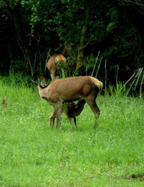 Tenerezze di mamma cervo